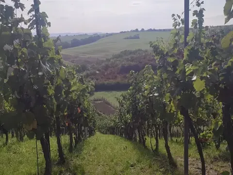 Prodej sadu/vinice, Blučina, 2677 m2