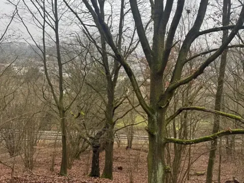 Prodej lesa, Ústí nad Labem, 36788 m2