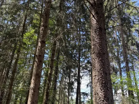 Prodej podílu lesa, Kramolín, 1401 m2