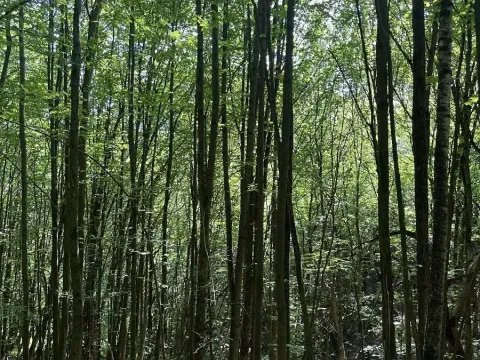 Prodej lesa, Valašská Polanka, 2904 m2
