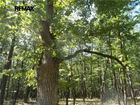 Prodej podílu lesa, Vážany, 38449 m2