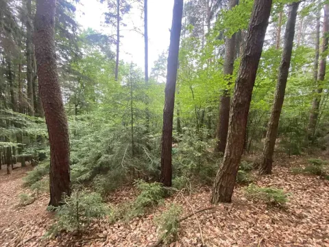 Prodej lesa, Popovice, 3093 m2