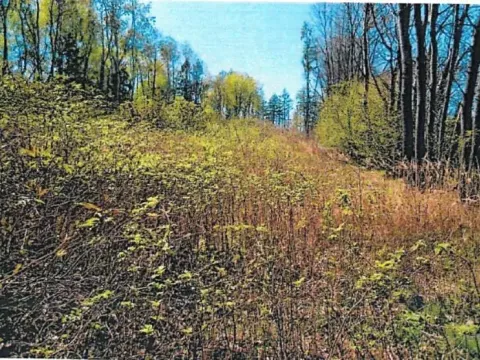 Prodej lesa, Skorkov, 2840 m2