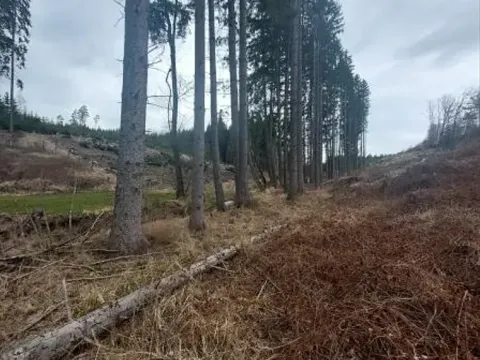 Prodej lesa, Dolní Hořice, 4440 m2
