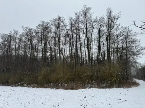 Prodej lesa, Moravský Krumlov, 2648 m2