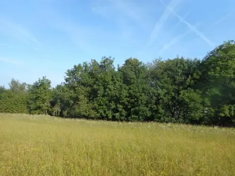 Prodej lesa, Meziříčko, 4066 m2
